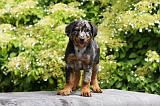 BEAUCERON - PUPPIES 266